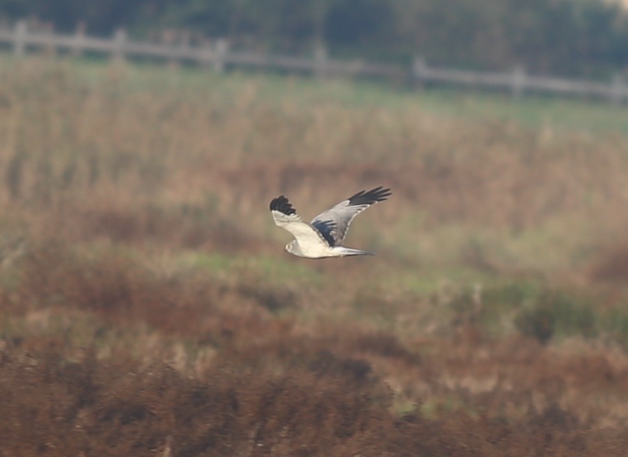 Hen Harrier - ML626042091