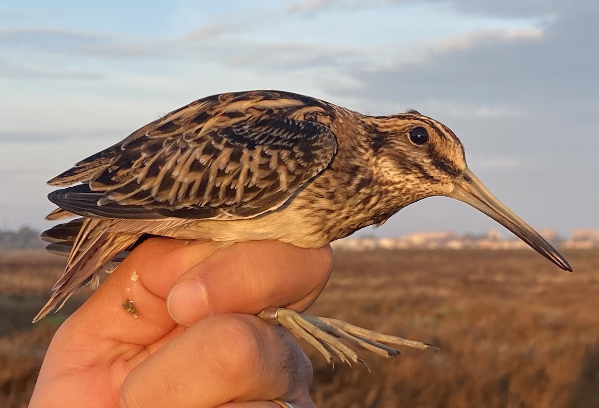 Jack Snipe - ML626042104