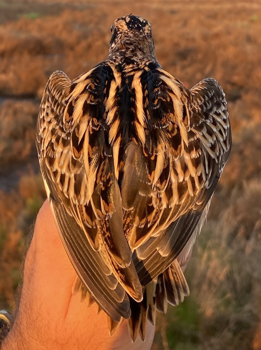 Jack Snipe - ML626042106