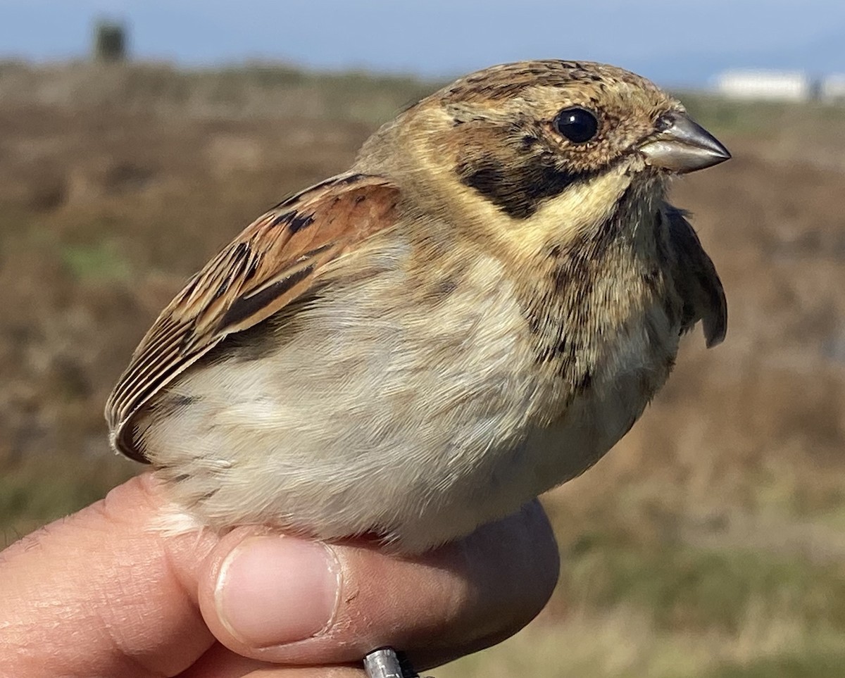 Reed Bunting - ML626042114