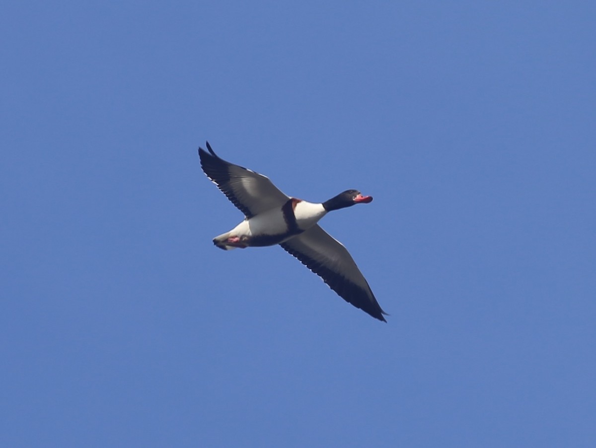 Common Shelduck - ML626042132