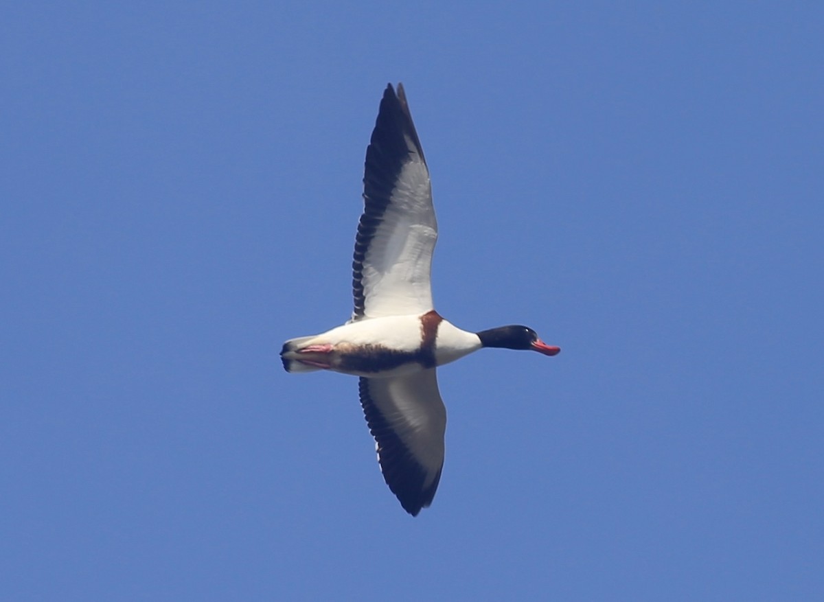 Common Shelduck - ML626042137