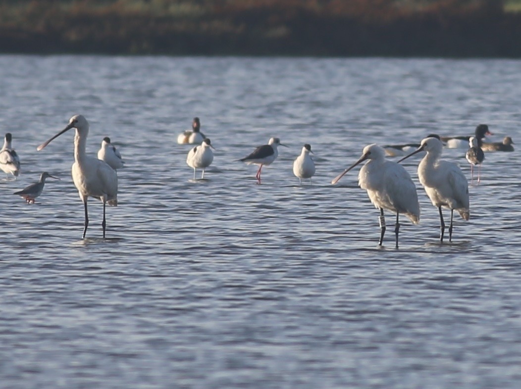 Eurasian Spoonbill - ML626042142