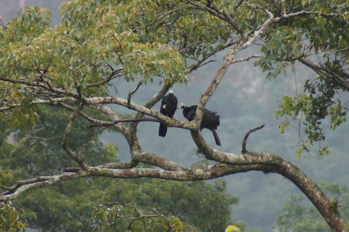 White-throated Piping-Guan - ML626042274