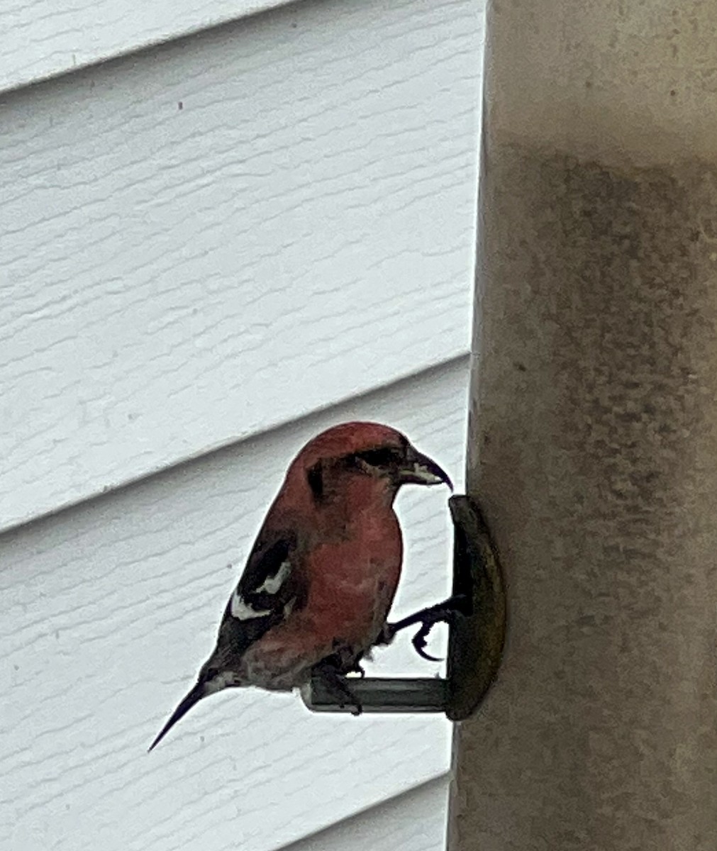 křivka bělokřídlá - ML626042332