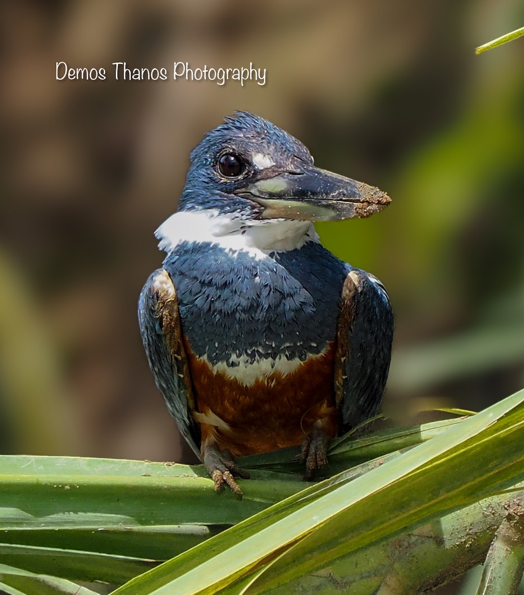 Ringed Kingfisher - ML626042514