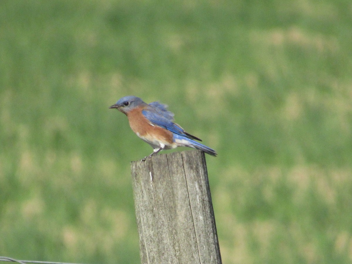 Eastern Bluebird - ML626042543