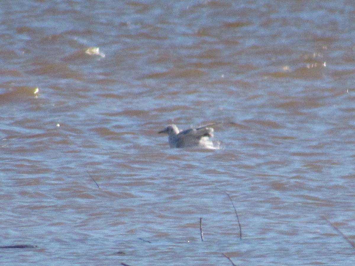 gull sp. - ML626042634