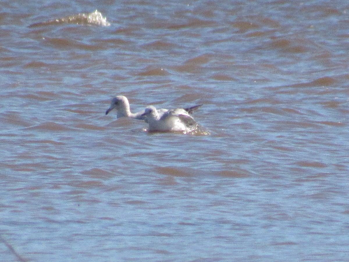 gull sp. - ML626042635