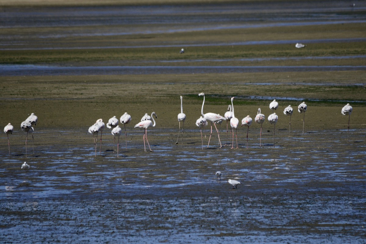 Flamant rose - ML626042664