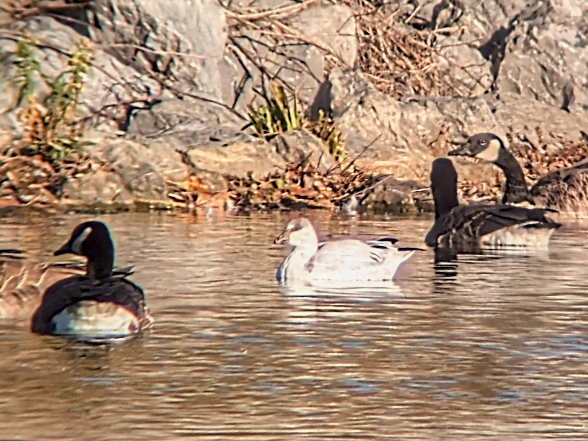 Ross's Goose - ML626042687