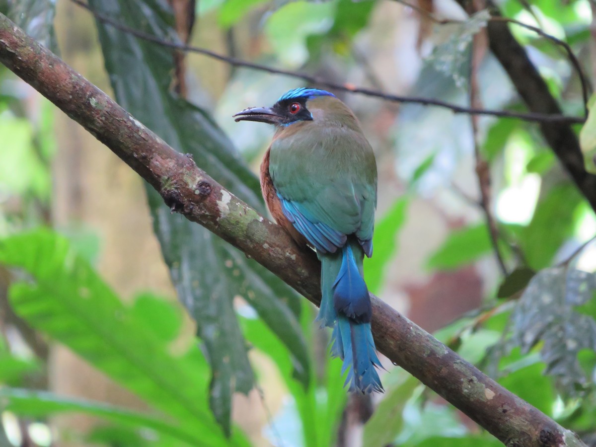 Whooping Motmot - ML626042937