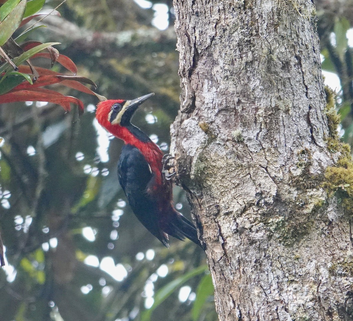Crimson-bellied Woodpecker - ML626042952