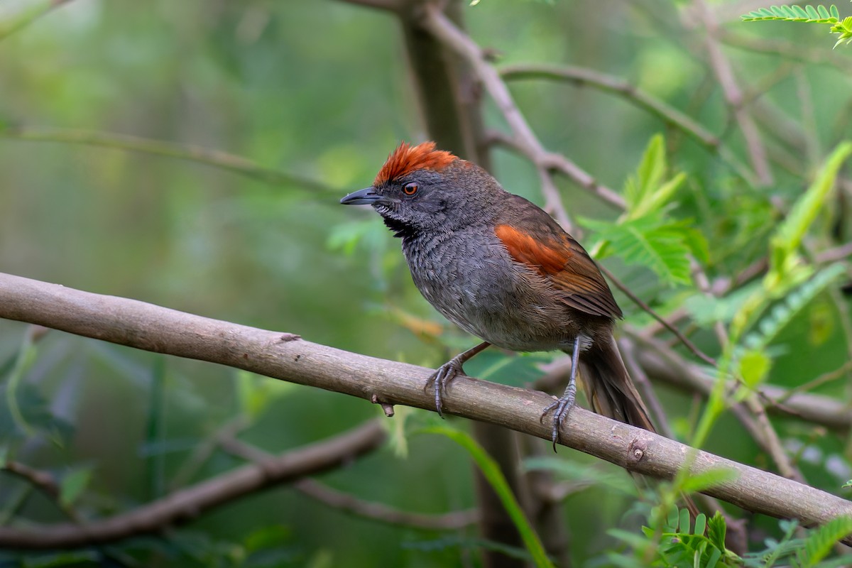 Spix's Spinetail - ML626043025