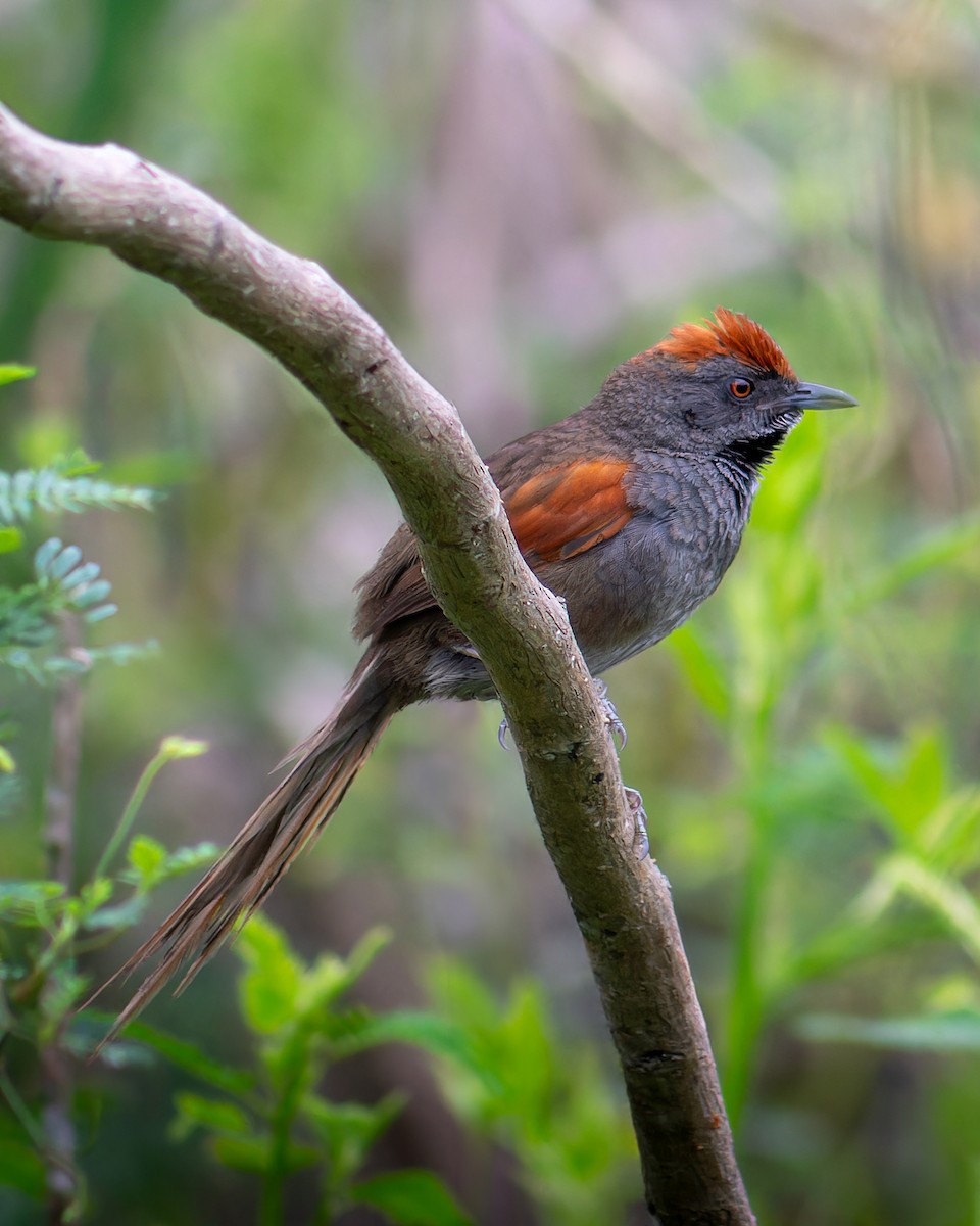 Spix's Spinetail - ML626043026