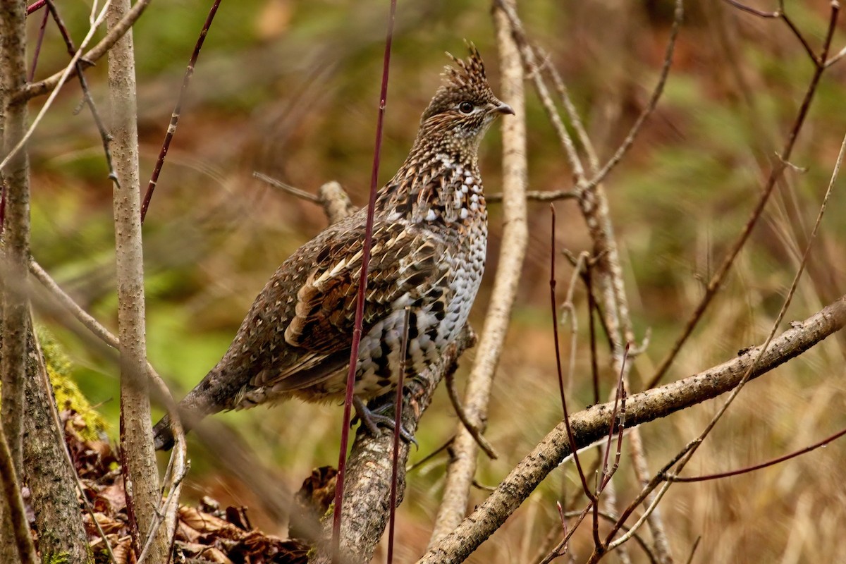 Ruffed Grouse - ML626043052