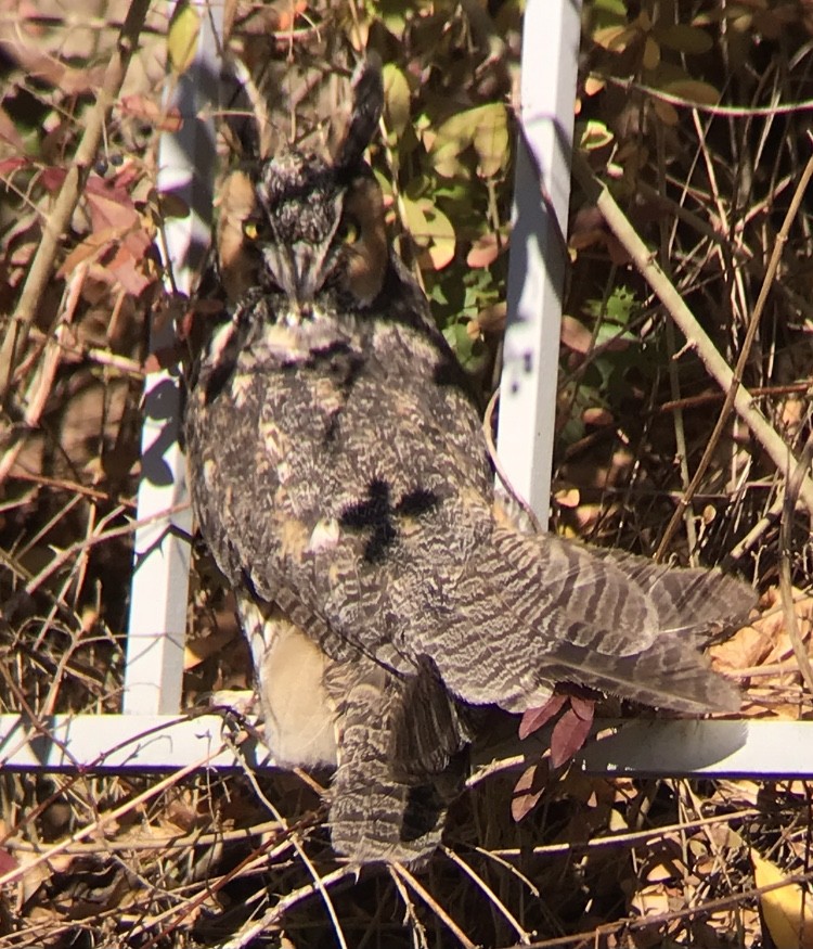Long-eared Owl - ML626043081