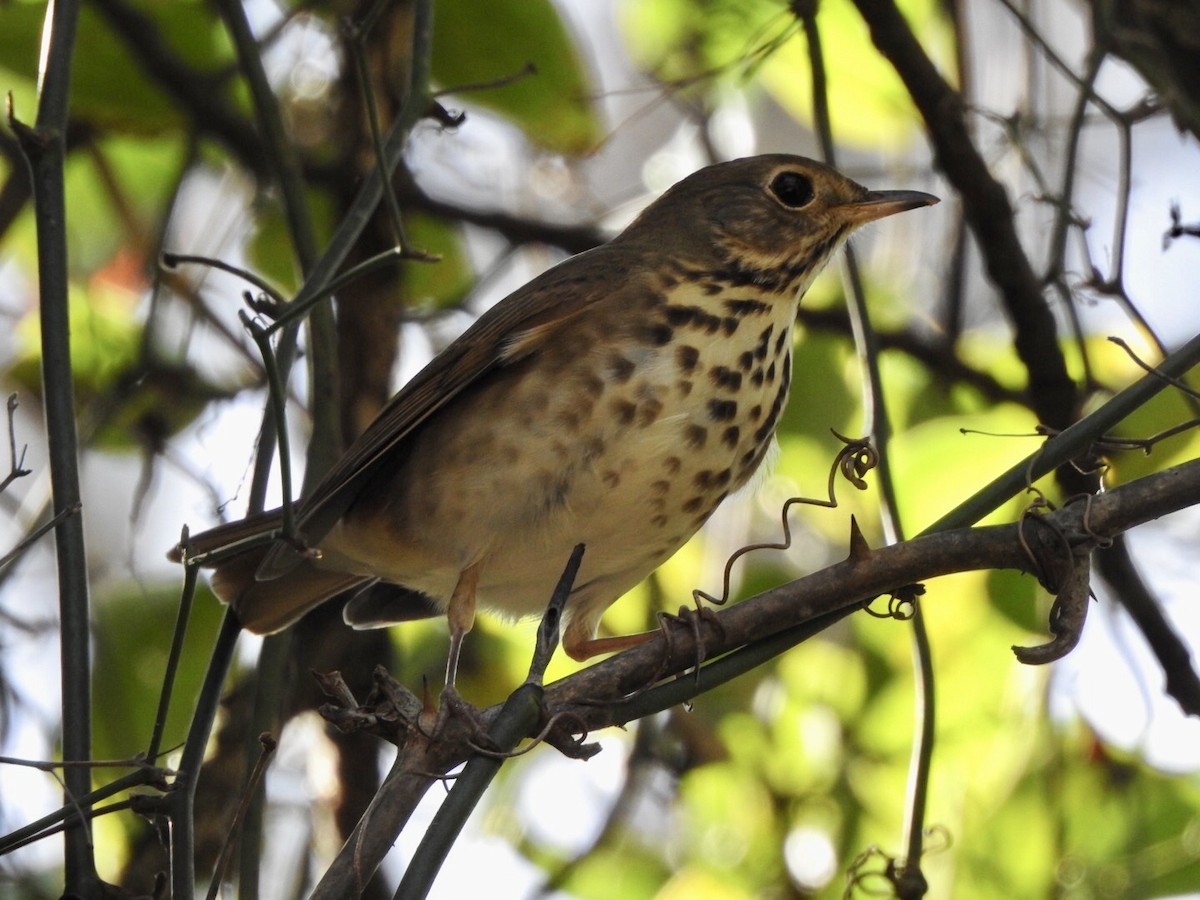 Hermit Thrush - ML626043369