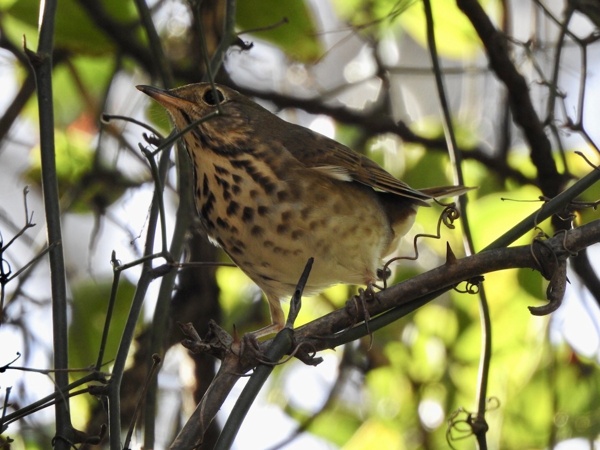 Hermit Thrush - ML626043370