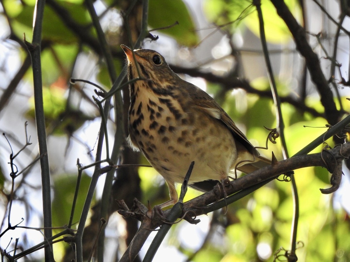 Hermit Thrush - ML626043371