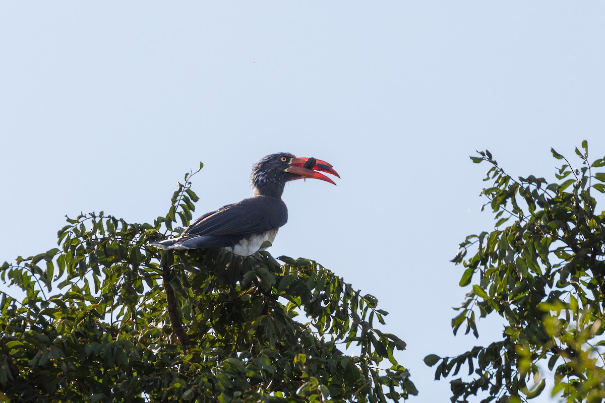 Crowned Hornbill - ML626043502
