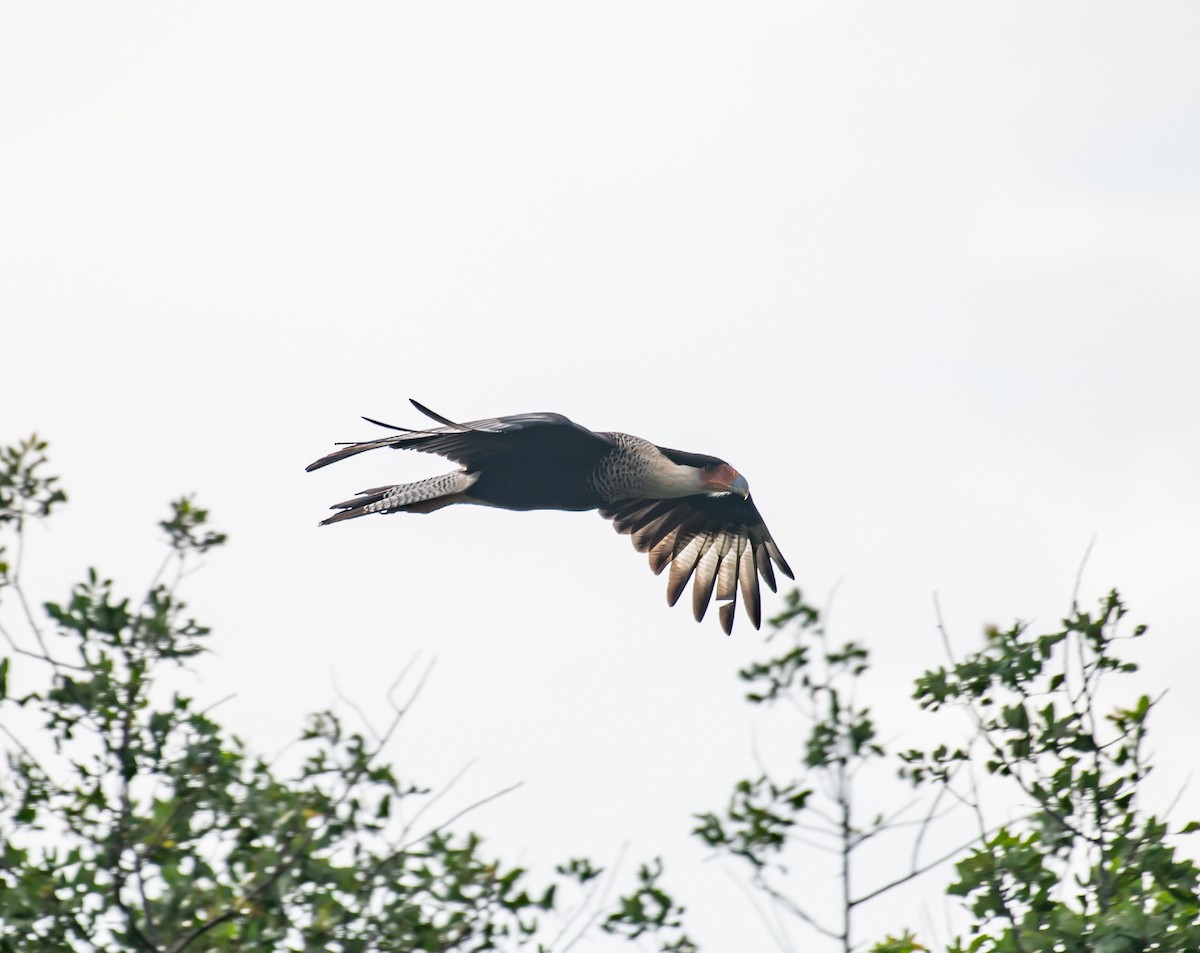 Crested Caracara - ML626043534