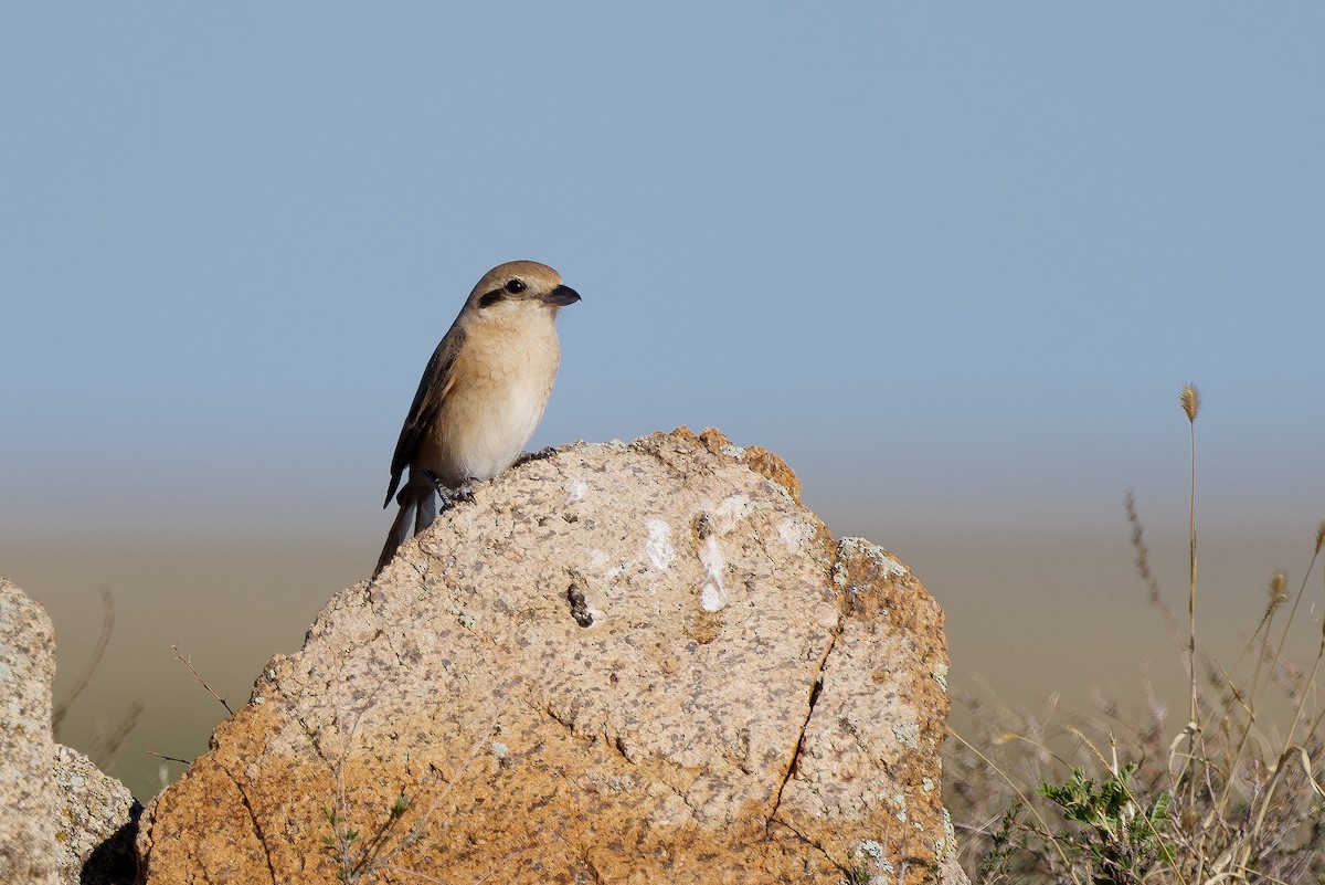 Isabellwürger (isabellinus) - ML626043539