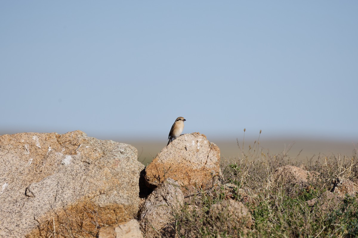 Isabellwürger (isabellinus) - ML626043544