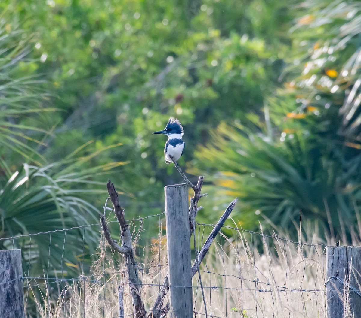 Belted Kingfisher - ML626043562