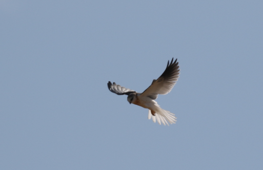 White-tailed Kite - C. Jackson