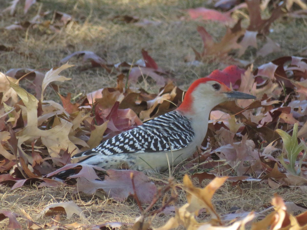 Red-bellied Woodpecker - ML626043694