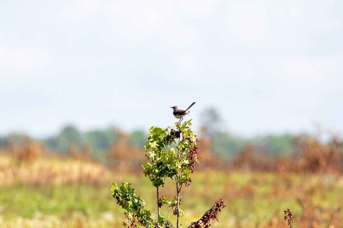 Northern Mockingbird - ML626043713