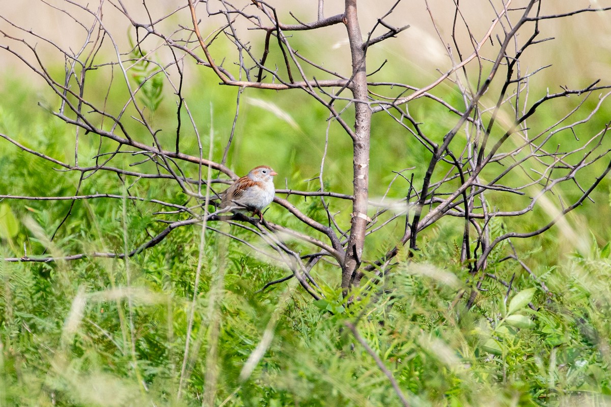 Field Sparrow - ML626043735