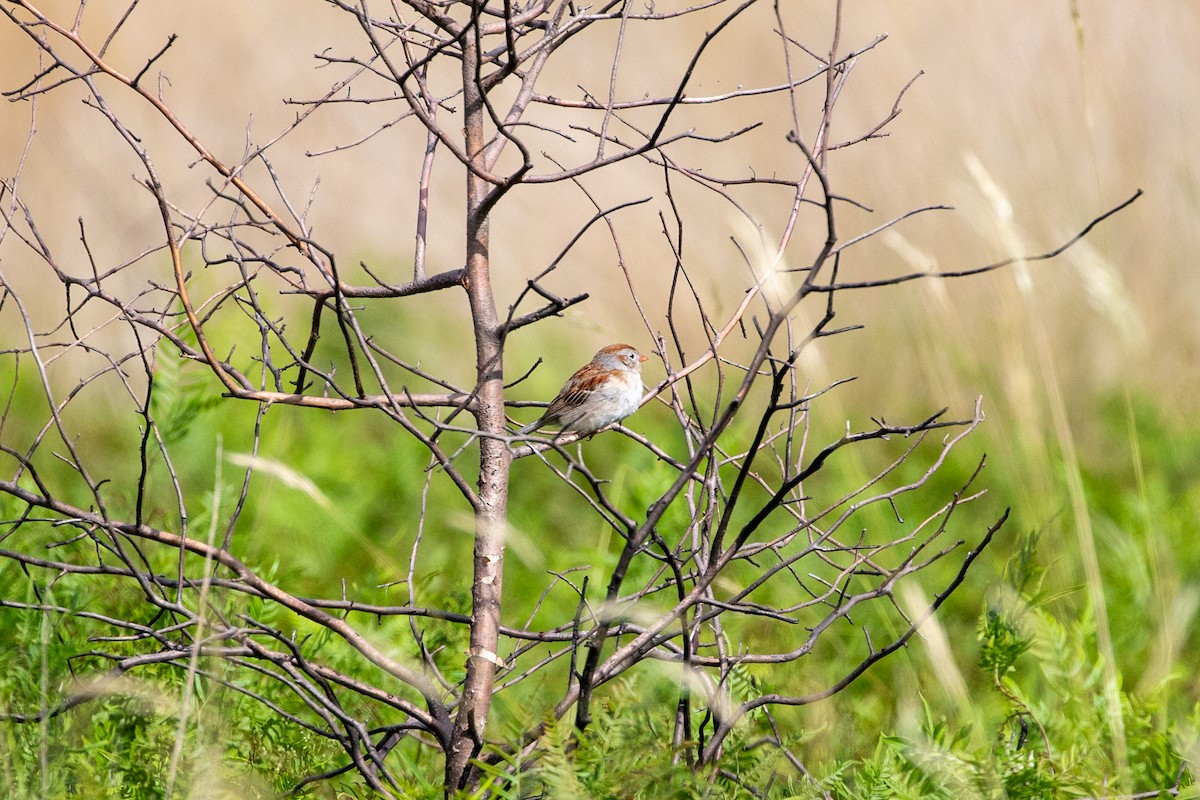 Field Sparrow - ML626043736