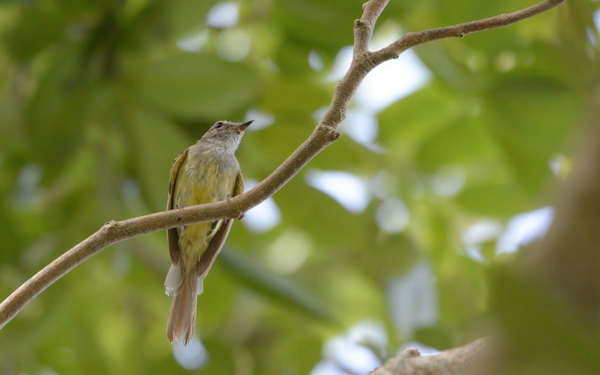 Greenish Elaenia (Greenish) - ML626043760