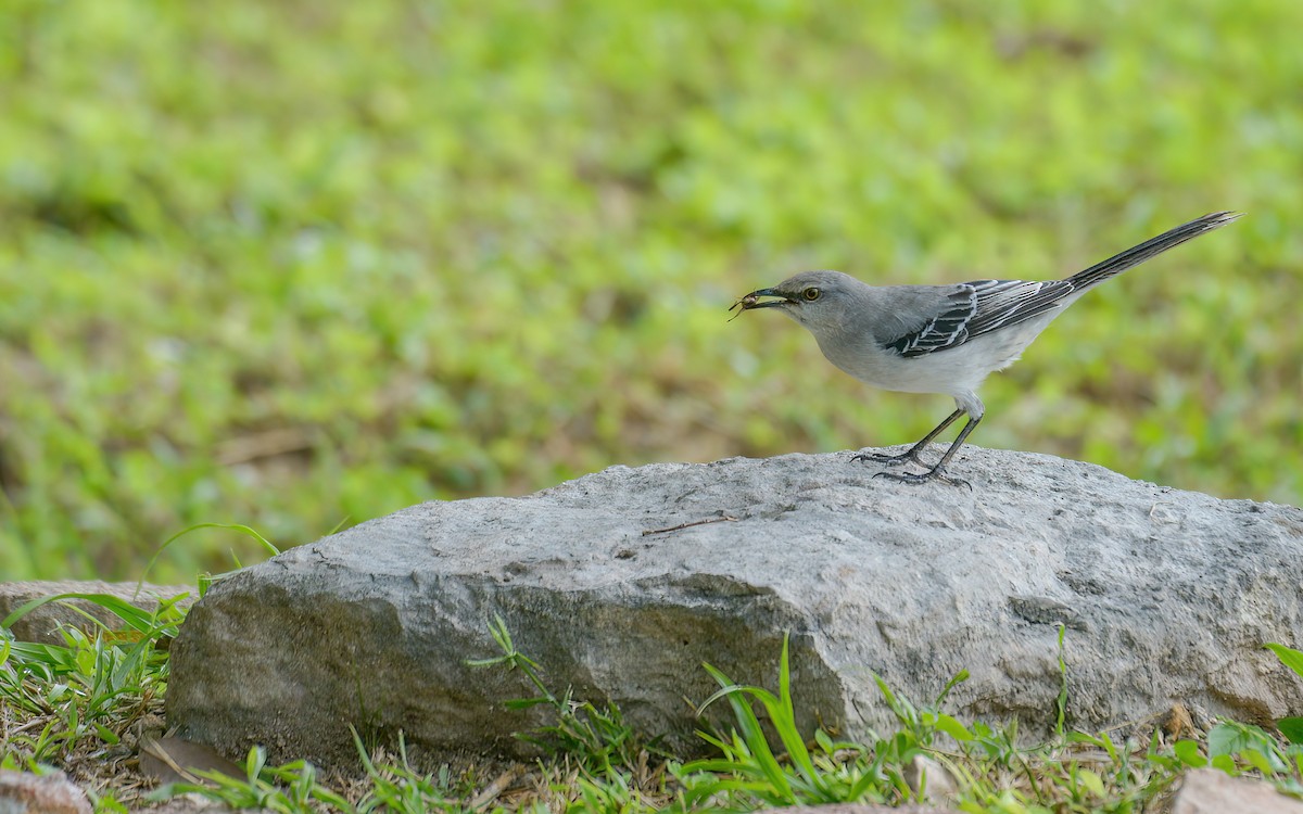 Tropical Mockingbird (Mayan) - ML626043778