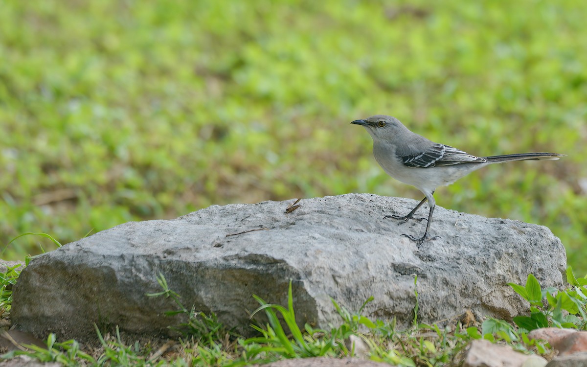 Tropical Mockingbird (Mayan) - ML626043779