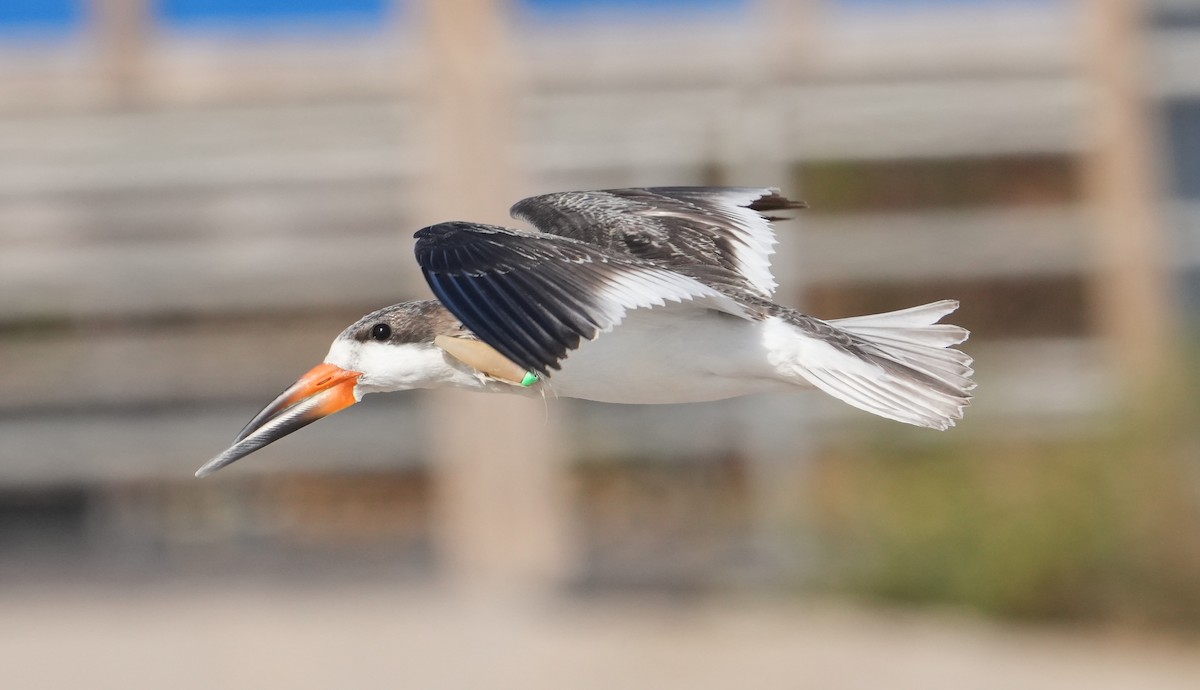 Black Skimmer - ML626043804