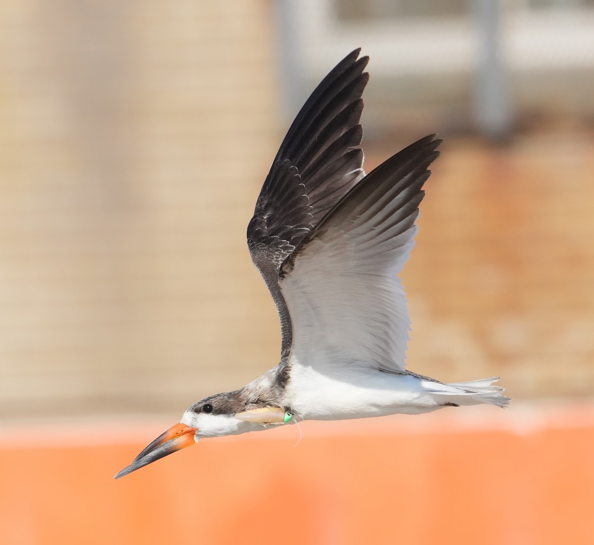 Black Skimmer - ML626043805