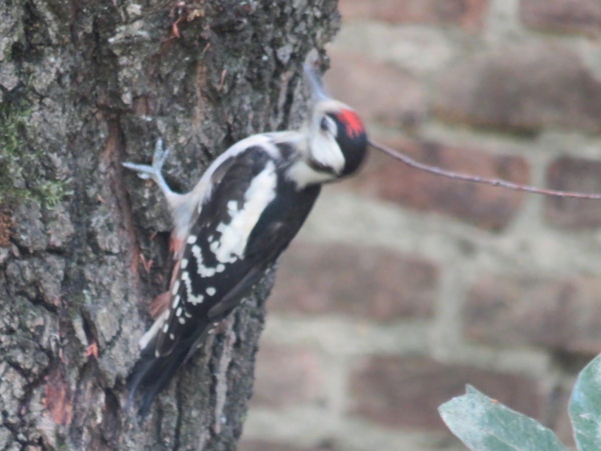 Great Spotted Woodpecker - ML626043892