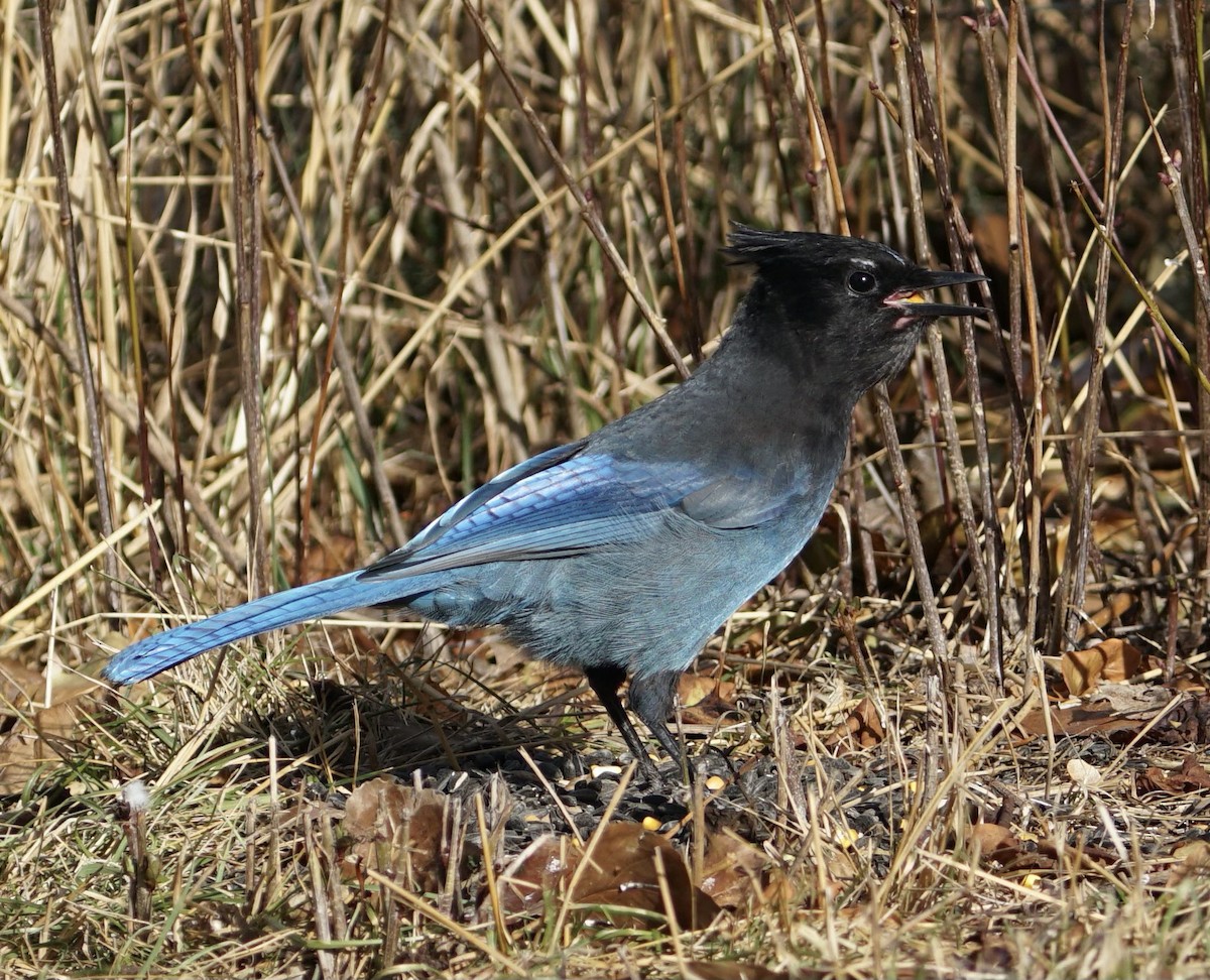 Steller's Jay - ML626043926