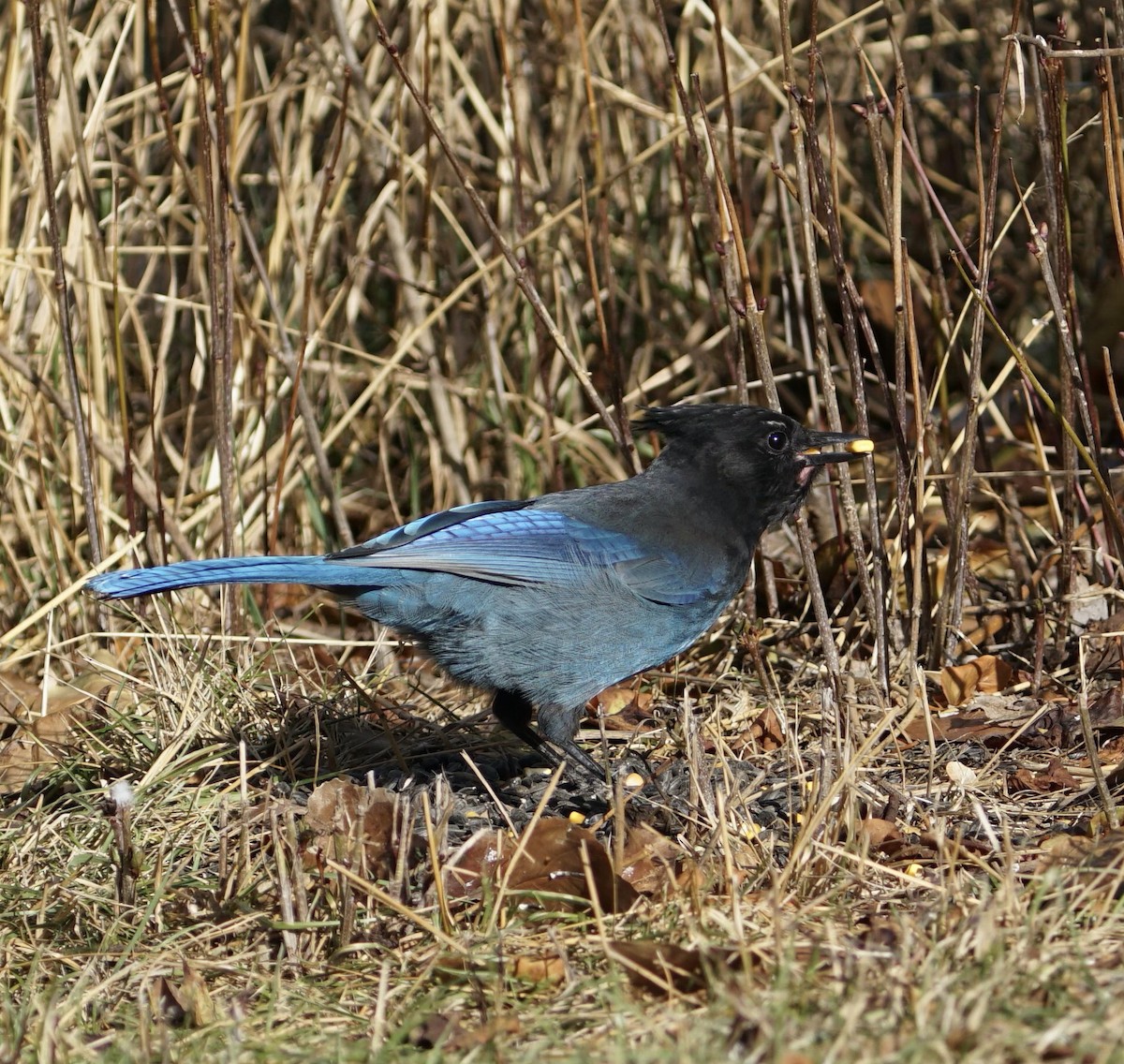 Steller's Jay - ML626043927
