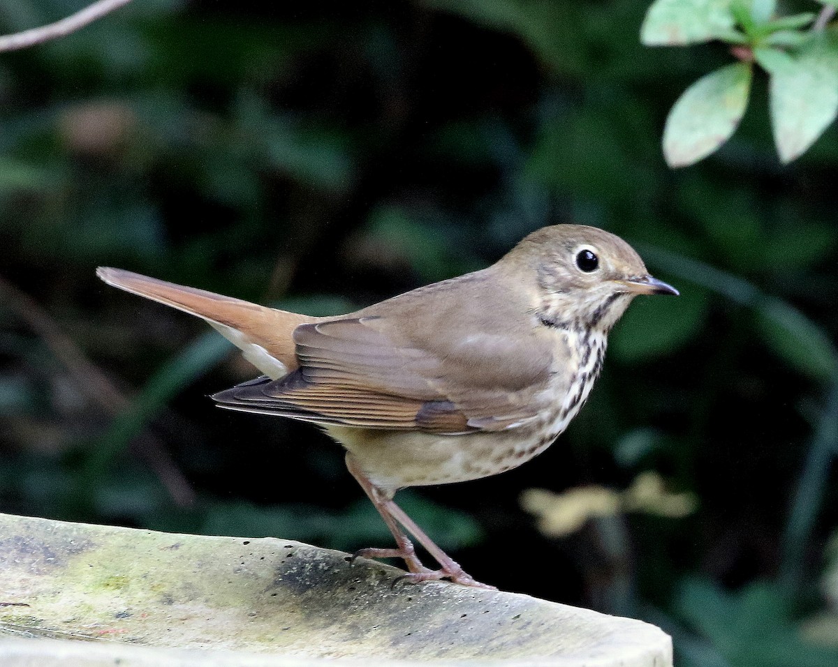 Hermit Thrush - ML626043958