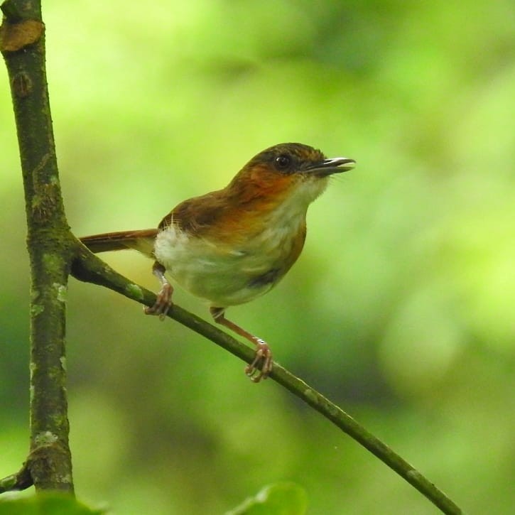 Temminck's Babbler - ML626044036
