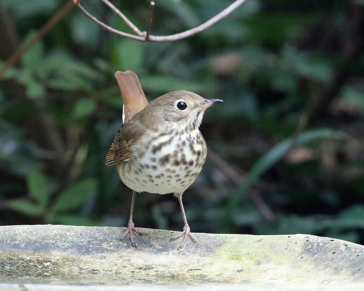 Hermit Thrush - ML626044047