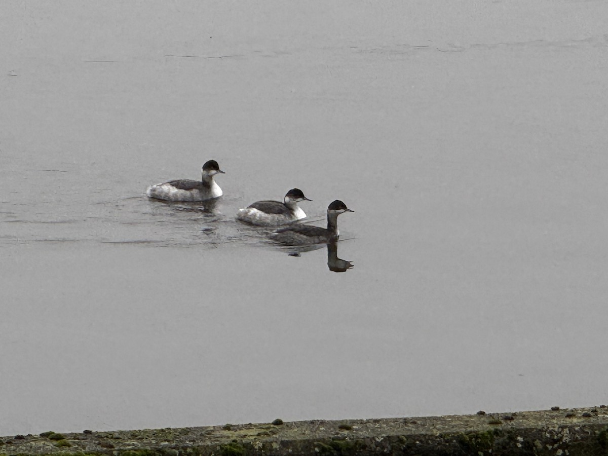 Eared Grebe - ML626044056