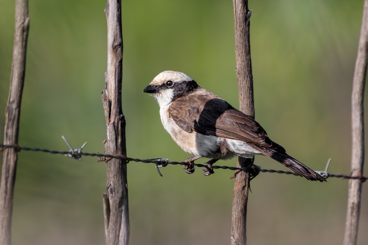 White-rumped Shrike - ML626044078