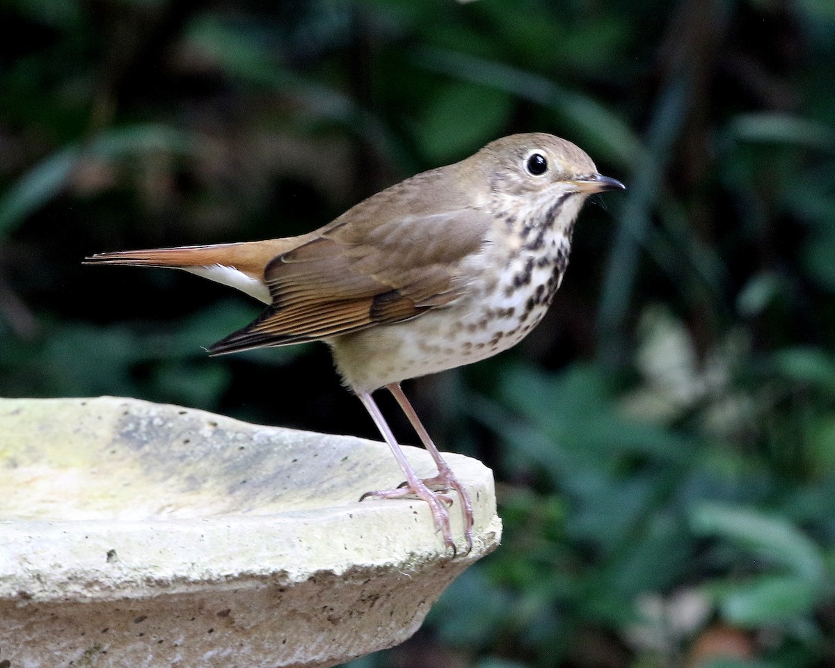 Hermit Thrush - ML626044141