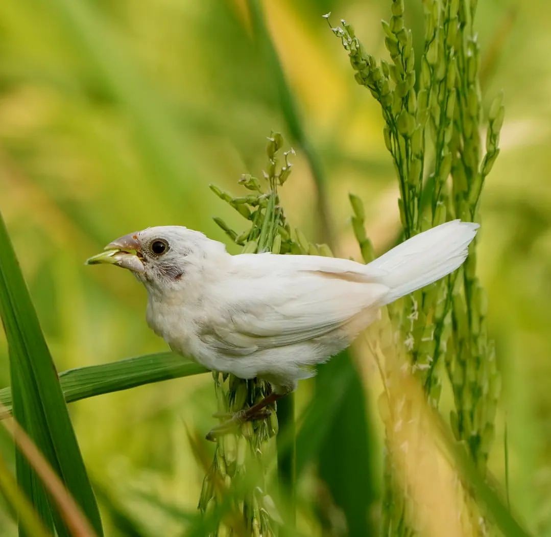 Javan Munia - ML626044152