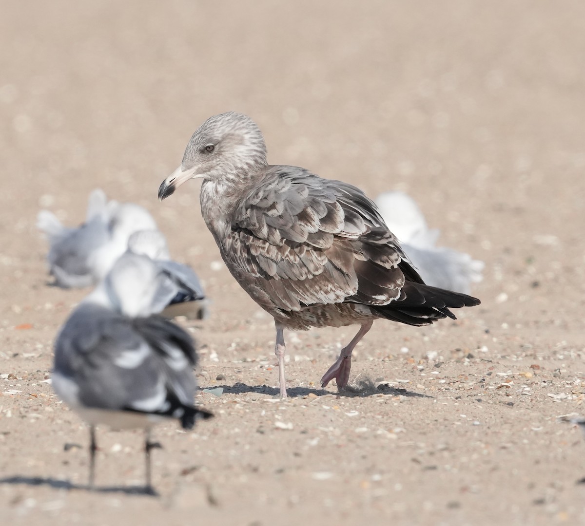 American Herring Gull - ML626044238